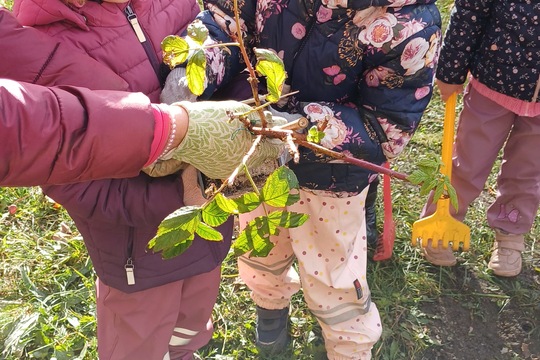 Sadenie stromčekov 1