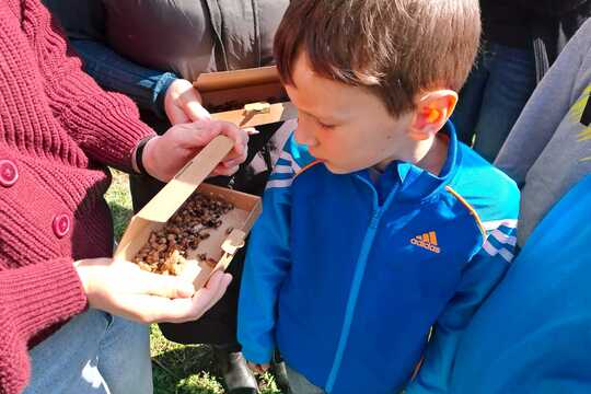 Včielky Osmia  – náš vlastný chov opeľovačov  1