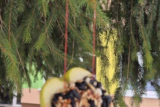 Pomáhame vtáčikom v zime  1