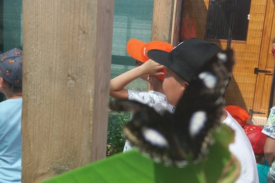 Motýlia záhrada - exkurzia žiakov 1. stupňa 1