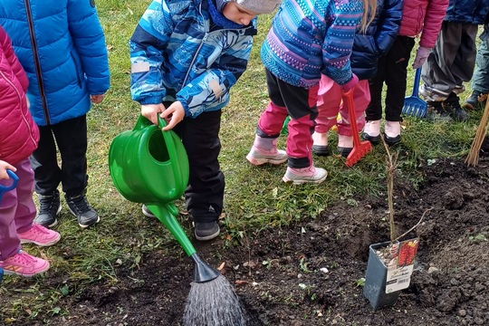 Sadenie stromčekov 1