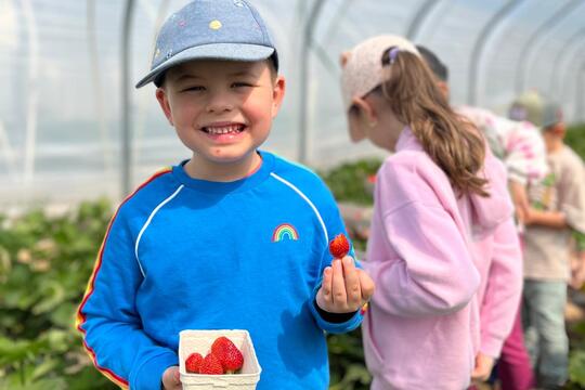 Samozber jahôd 2025 1