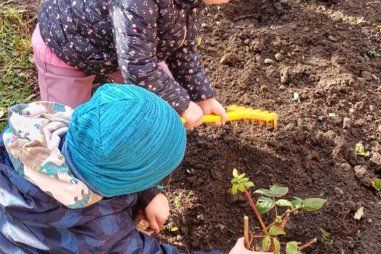 Sadenie stromčekov 1