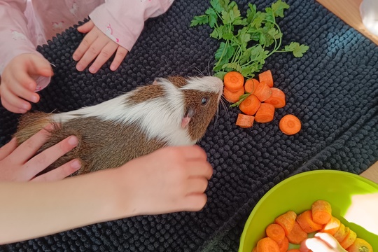 Domáci maznáčikovia 1