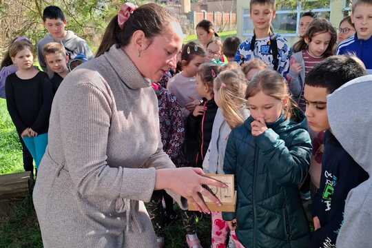 Včielky Osmia  – náš vlastný chov opeľovačov  1