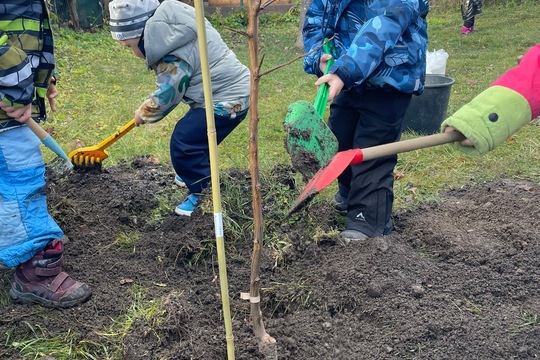 Sadenie stromčekov 1