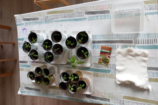 Sadenie semienok a klíčkov  1