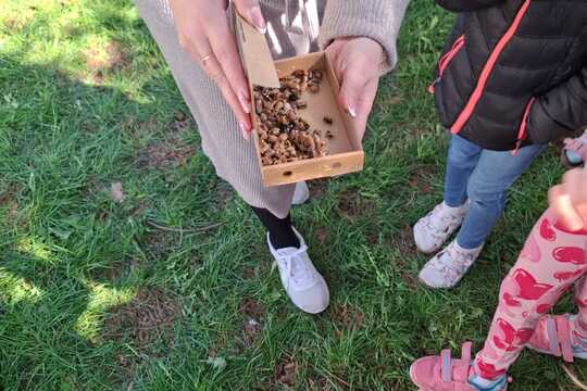 Včielky Osmia  – náš vlastný chov opeľovačov  1