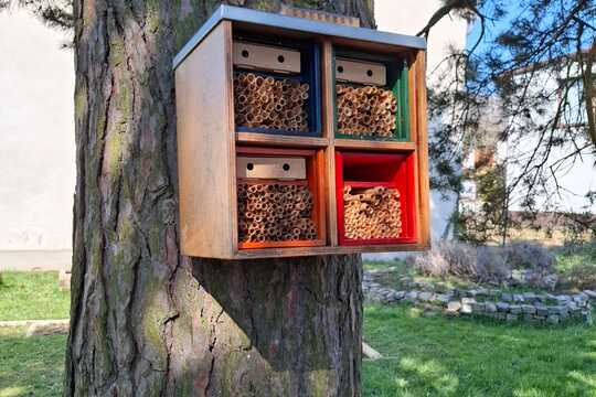Včielky Osmia  – náš vlastný chov opeľovačov  1