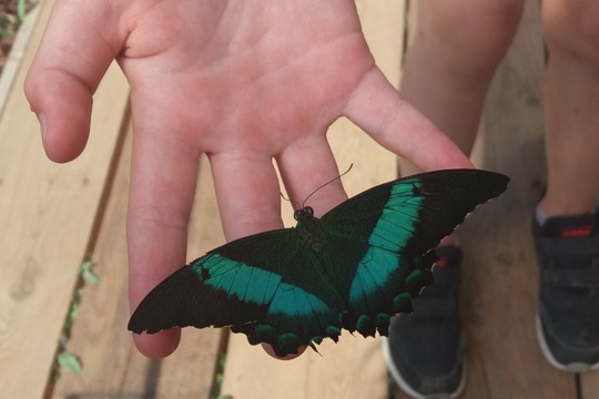 Motýlia záhrada - exkurzia žiakov 1. stupňa 1