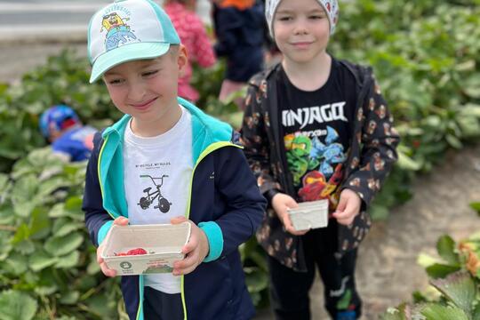 Samozber jahôd 2025 1