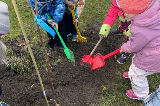 Sadenie stromčekov 1