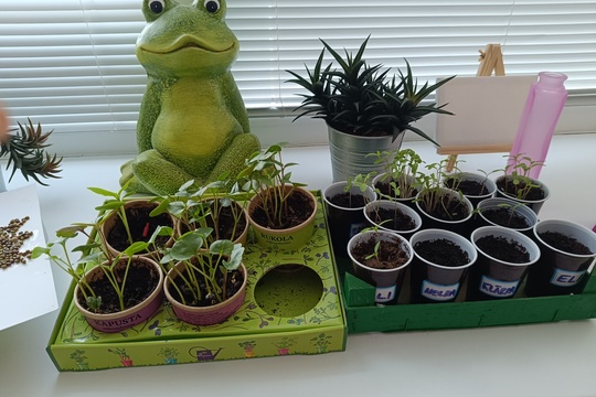 Starostlivosť o rastlinky 1