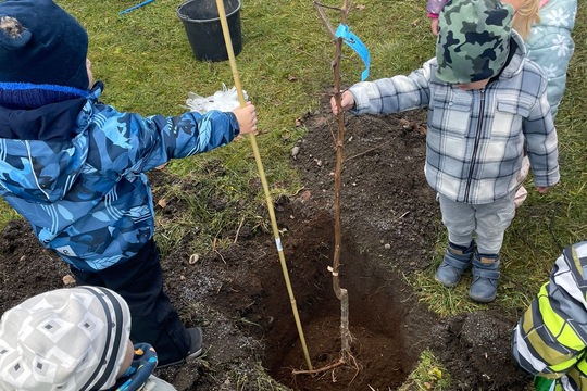 Sadenie stromčekov 1