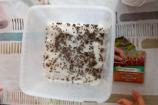 Sadenie semienok a klíčkov  1