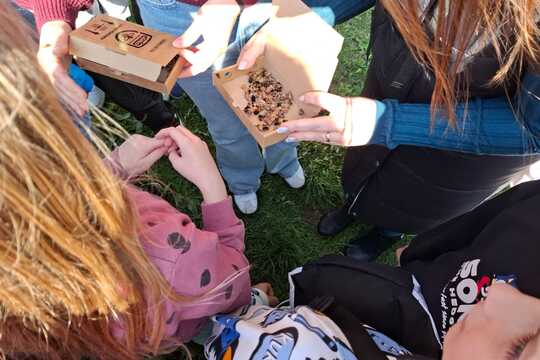 Včielky Osmia  – náš vlastný chov opeľovačov  1