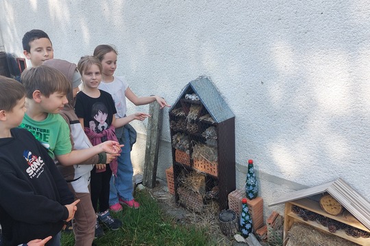 Včielky Osmia  – náš vlastný chov opeľovačov  1
