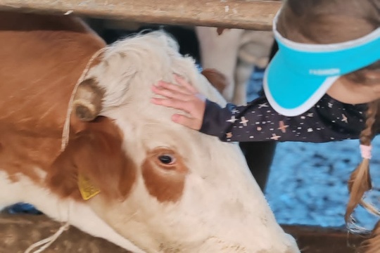 Návšteva farmy Ulič - od kravičky až do pohára Návšteva farmy Ulič - od kravičky až do pohára 1