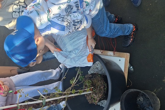 Sadenie ovocného kríka Sadenie ovocného kríka 1