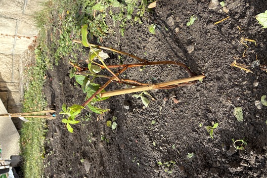 Sadenie stromčekov 1