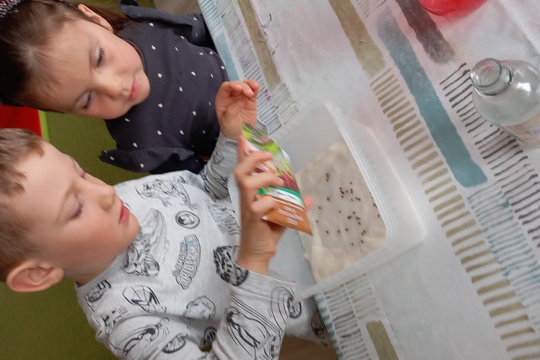 Sadenie semienok a klíčkov  1