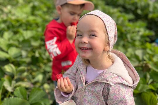 Samozber jahôd 2025 1