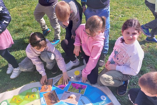 Včielky Osmia  – náš vlastný chov opeľovačov  1