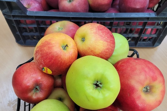 Deň jablka v ŠKD 1