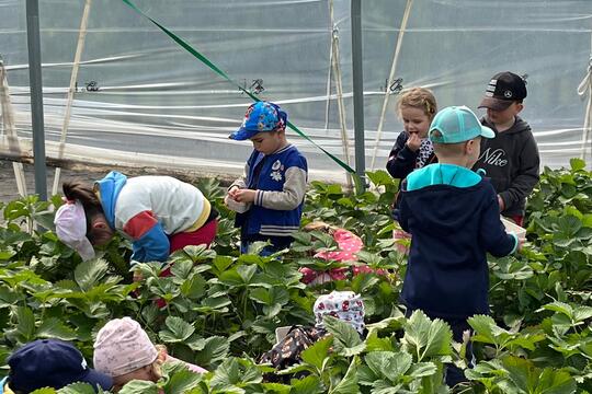 Samozber jahôd 2025 1