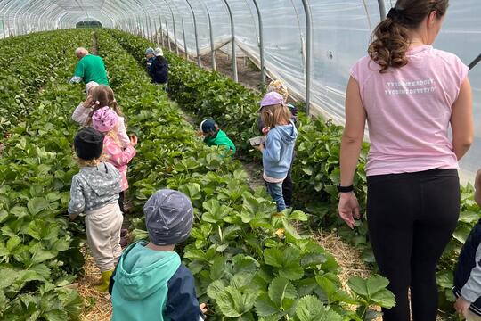 Samozber jahôd 2025 1