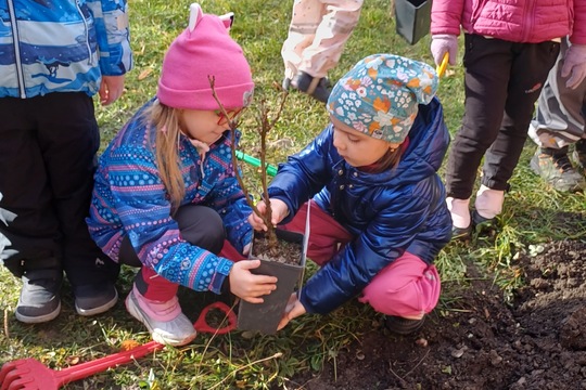 Sadenie stromčekov 1