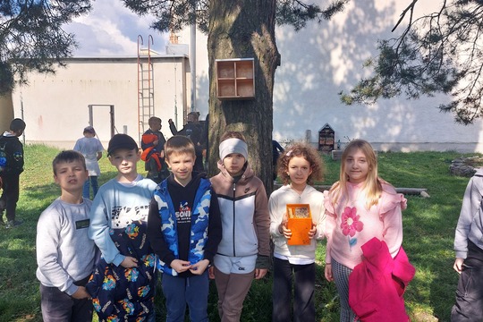 Včielky Osmia  – náš vlastný chov opeľovačov  1