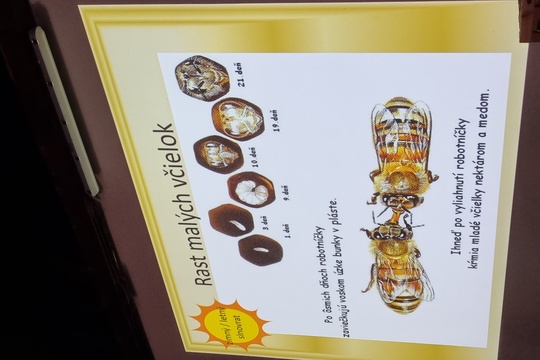 Návšteva včelárstva 1