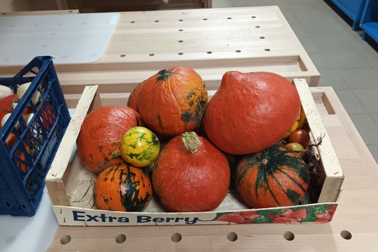 Školská prázdninová úroda 1