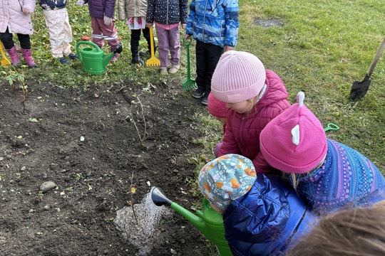 Sadenie stromčekov 1